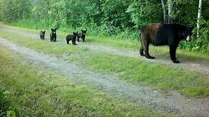 1.4K views · 31 reactions | Experience the thrill of early spring as curious bears emerge from hibernation and roam through the wilderness. Up close encounters reveal their raw power, playful curiosity, and natural beauty in stunning detail. #Wildlife #SpringBears #NatureAdventure | Ellen Roman | Facebook