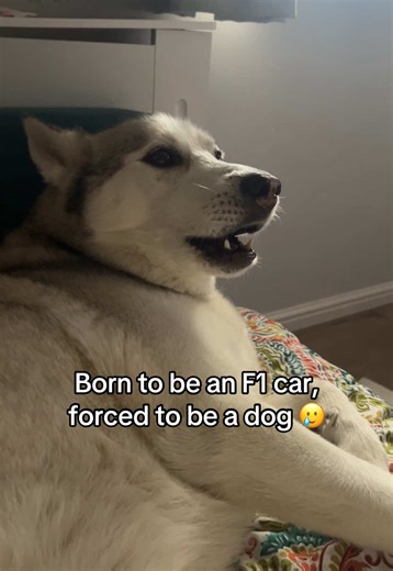 Dog Shows F1 Car Enthusiasm in Corners