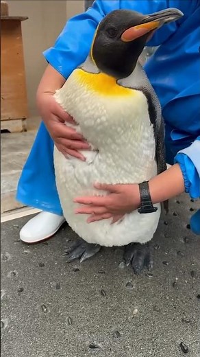 The Shocking Truth About Penguins and Human Touch
