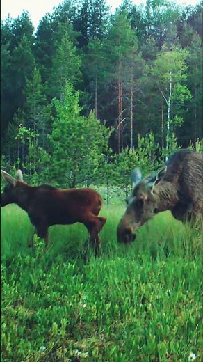 Hirvet #hirvi #moose #wildlife #trailcam