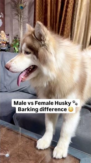 Male vs Female Husky — Barking Difference 😂🐶🐺 #husky #dogs #pets #dogvideos