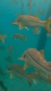 287K views · 681 reactions | Beyond Braid on Reels | Facebook