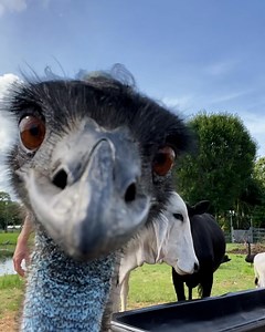 13M views · 468K reactions | Taylor educates people about the animals on her hobby farm in Florida but it doesn't always go to plan...  | UNILAD Adventure | Facebook