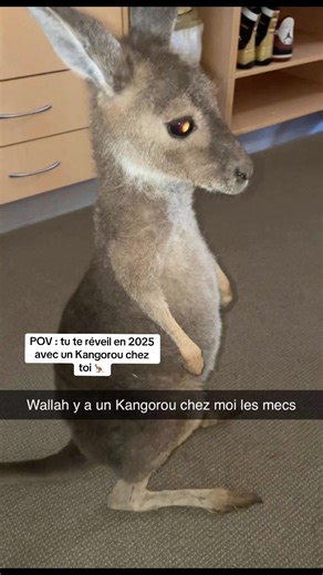 Vidéos de Gee (@gee________s) au sujet de kangaroo video