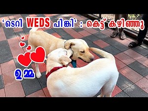 "ടെറി WEDS പിങ്കി" : കെട്ട് കഴിഞ്ഞു : LABRADOR first mating : dog breeding : cute moments