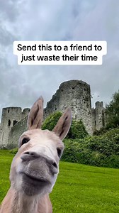 1.4M views · 14K reactions | We all have that one friend who needs this right now 李李李 Send this to them to waste their time . . . #timewaster #funny #donkey #friend #tiktokfunny #CapCut #meme | Hmemes | Facebook