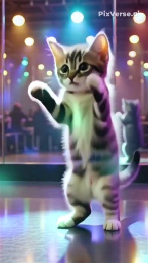 #chaton #chipichipichapachapa #tiktokviral #chanson #cat #musique