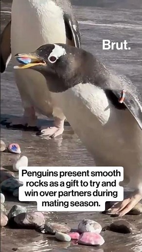Kids from children's hospital paint rocks for penguins to give to their mates