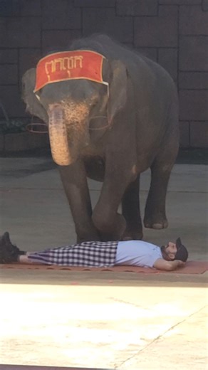 4.9K views · 42 reactions | Talented elephant surprises everyone with an extraordinary performance #Amazing #funny #show #animals #animallover | Sunny Explorer | Facebook