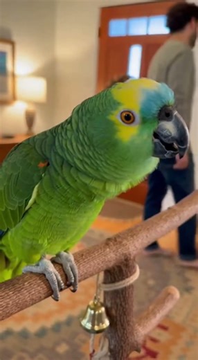 Parrot Mimics Human Voice PERFECTLY 😳🦜