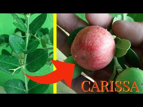 PLANTA CARISSA / FRUTA DE CARISSA