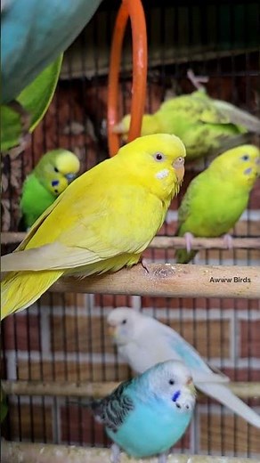 Cutest Yellow Budgie You’ll See Today 💛
