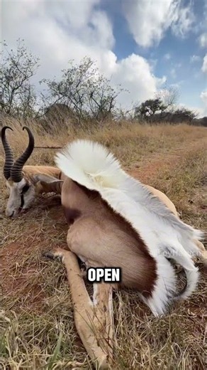 Why Does a Springbok’s Back Suddenly Flare Up? #animals #springbok #shorts