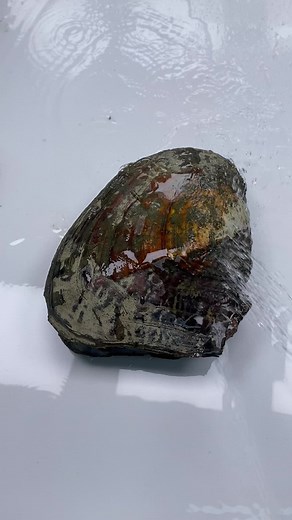 How do you like this pearl🥳🥳#pearl #pearljewelry #clamopening