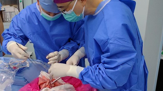 First-ever pig-to-human lung transplant attempted in brain-dead person in China