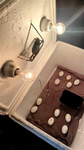 Low Cost DIY Incubator 😱 Made From Trash | Real Egg Hatching Test #diy #incubator #egg