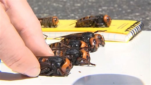 'Murder hornets' eradicated from the US