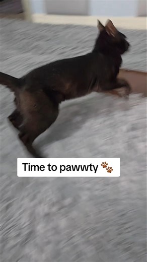 What's your wild weekend plans ❤️ Elvis #cat #fun