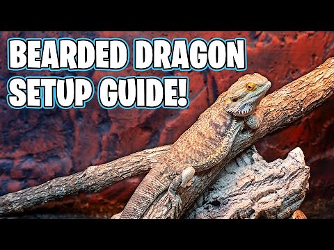 How To Setup a Bearded Dragon Tank!