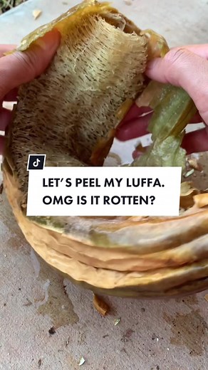 Soak and Peel Method for Luffas Explained