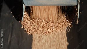 Grain moves along the conveyor belt. Wheat is transported by conveyor for drying and grinding in a mill. Wheat is ground into flour. Wheat grain on the conveyor. Granary in the milling plant.