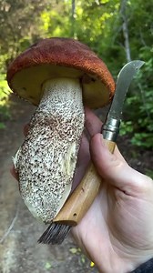 8.6K views · 198 reactions | Check out these incredibly solid and...