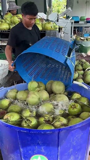 The Shocking Reality of Coconut You Must Know