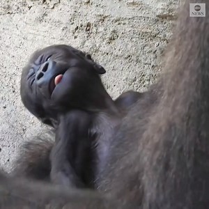 5.5M views · 87K reactions | NEW ADDITION: A gorilla was born to mom Buu and dad Echo in a zoo in Spain, which has a conservation program for the critically endangered Western lowland gorilla species. https://abcn.ws/3f9wCUp | ABC News | Facebook
