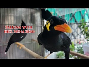 15 minutes Amazing talking with Hill Myna Bird with sound and talking ASMR