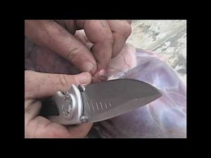 Massive Botflies eating & living in live Texas rabbits - Never Never Safari