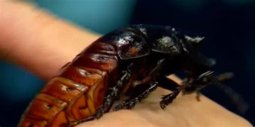 The Wild Side: Meet a hissing cockroach