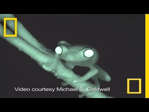 "Bootie" Shakin' Frogs - Never Before Recorded! | National Geographic