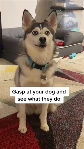 Do the Gasp At Your Dog challenge and upload it to AFV.COM for a chance to be featured on the show or win $100K! @AFVofficial #gaspatyourdogchallenge #funnydog #dogsoftiktok | Sapphie.Pomsky