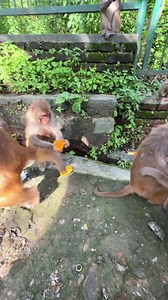 MONKEY ENJOYING WITH MANGO | Feeding Animal