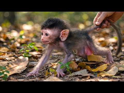 Orphaned Infant Seeks Comfort From An Unlikely Guardian After Losing Its Mother