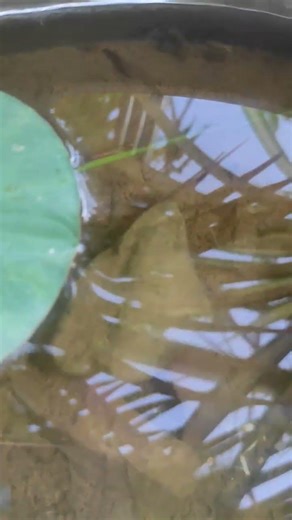 🤔 Why Are My Guppies Hiding? Tank Looks Empty! #Shorts #craftezii #aquarium