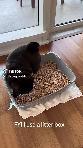 Did you know dogs can be trained to use a litter box? #dogtraining #dogtips #dogcare #pugsoftiktok #puglife #pugs