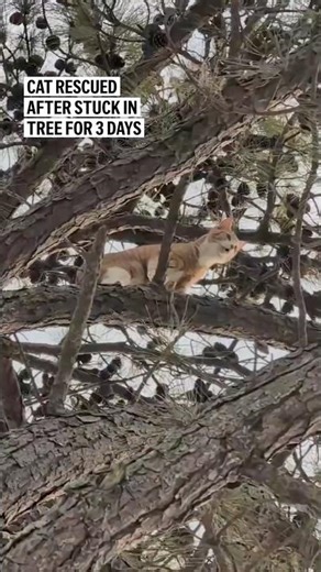 Cat rescued after stuck in tree for 3 days