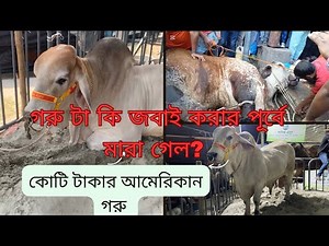 😭Did the crore-dollar American cow die before being slaughtered? The meat was sold at 1150 taka p...