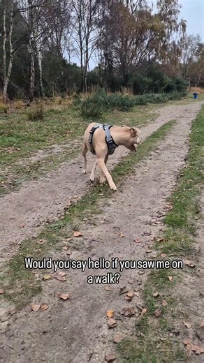 10K views · 1.2K reactions | I hope you would! ❤️ #hello #doggo #barked #dogsonadventures #walkies #lovedogs | Becca & Sky | Facebook