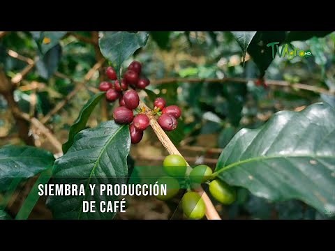 Siembra y producción de café - TvAgro por Juan Gonzalo Angel Restrepo