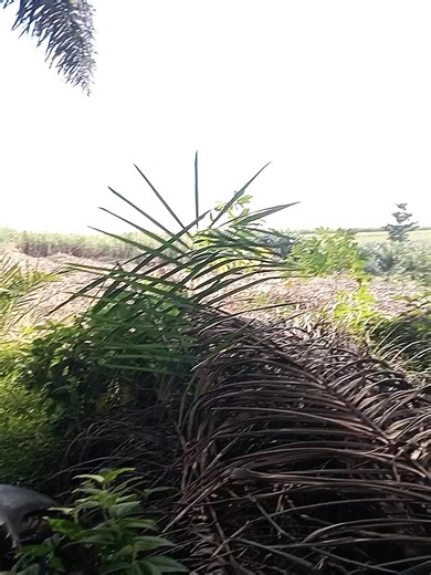 ikut trend#rayapenuhrasa #kuli_co #fyppppppppppppppppppppppp #deriver_muda_punya_cerita #ragasamania