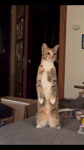 Kira-kira dia lagi liatin apa? #shorts