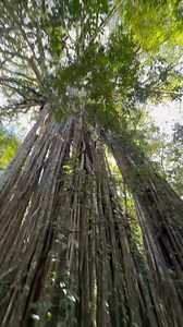 🇺🇸The strangler fig trees are species whose seeds, germinated on tree branches after being transported by the wind or an animal, begin their vegetative life as epiphytes, although they only use their host as a support, not as food sustenance. As they grow, they develop long aerial roots that embrace the tree on their way to the ground. Eventually, they strangle and kill the host in their attempt to reach sunlight, which is quite scarce in the understory of the rainforest vegetation that is the