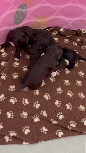 4.4K views · 136 reactions | This beautiful litter of micro/mini size Labradoodle pups is only 18 days old and have already started trying to play together. Too adorable. | Lauderdoodles | Facebook