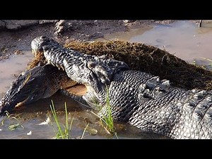 Crocodile Eats Another Crocodile: Caught On Camera
