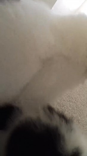 10K views · 305 reactions | This sound is heaven to my ears 殺 | Cat Memes | Facebook