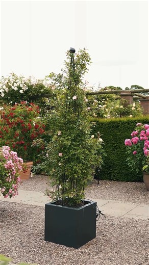 186K views · 2.8K reactions | Climbing roses add a graceful touch to...