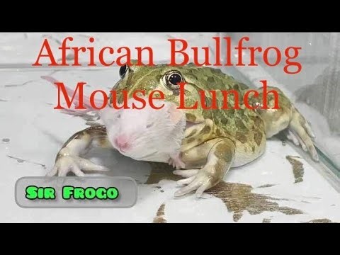 African Bullfrog***Live Feeding*** It's Lunch Time! please don't forget to like and Subscribe 😀