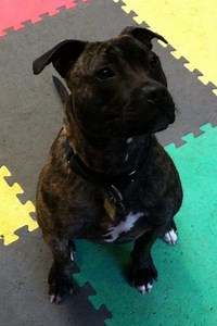 Shannon: A Brindle Pit Bull Mix